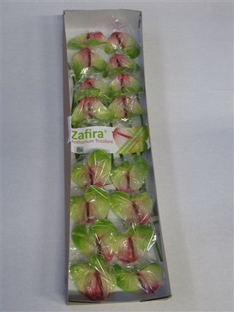 Anth A Zafira X16