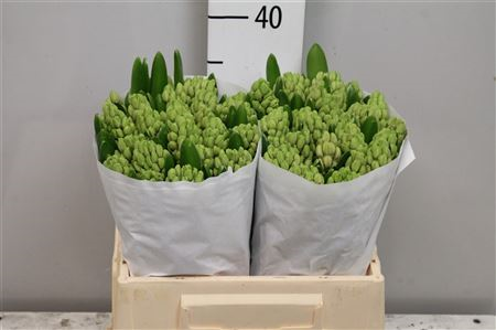 Hyac Fondant
