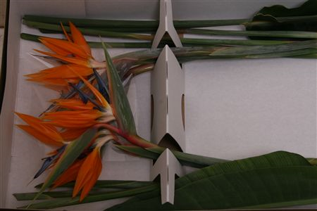 Strelitzia Holland X6