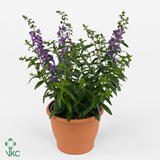Angelonia Angelina Blue