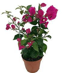 Bougainv Vera D P lm Stam 9/35