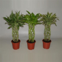 Dracaena Sanderiana Mix Cylinder (decorum)