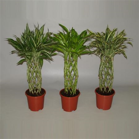 Dracaena Sanderiana Mix Cylinder (decorum)