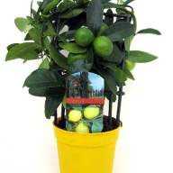 Citrus Limon 5+ 20/80 - Citrus Limon 7+ 22