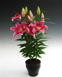 Lilium Or Showwinner 19/55