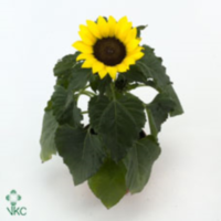Helianthus An Sunsation