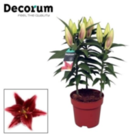Lilium Oriental Magny Cours 17cm