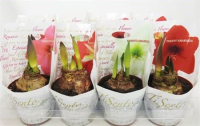 Bloembol Hippeastrum  36 cm