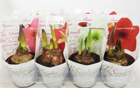 Bloembol Hippeastrum  36 cm
