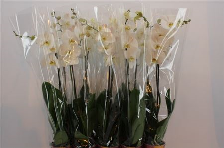 Phal 1-tak Compact Cascade