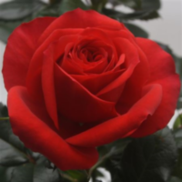 Rosa Bm Red (grower)