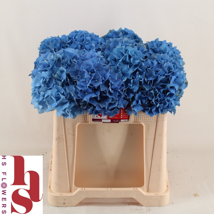 Hydr Z  Blauw Select X5 Holland