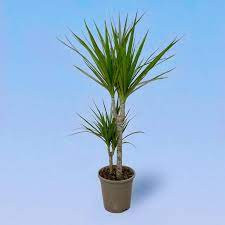 Dracaena Marginata 17/65