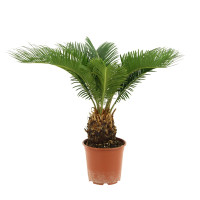 Cycas Revoluta 17/60