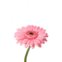 Gerbera Mini Mix х30