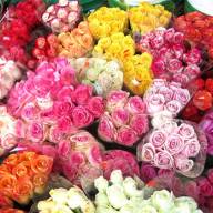 Анжелика Микс 60см - Rose-Helen-of-Troy-70cmcsv