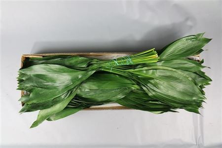 Aspidistra 50 sm