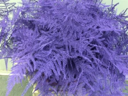 Asparagus Milka 40 sm X 50
