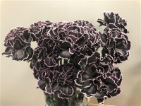 Dianthus Painted Black Holland
