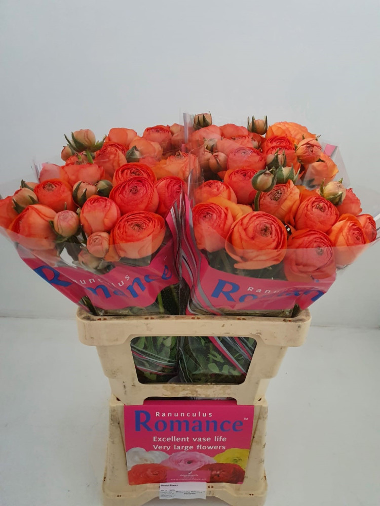 Ranunculus Romance Paradou Holland