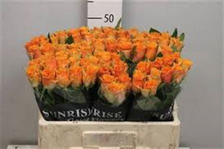 Rose Cosima 40 sm
