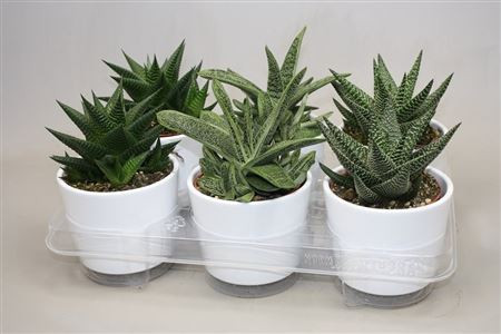 Aloe Gem Wit Keramiek 12/15