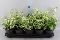 Epipremium Happy Leaf 12/20