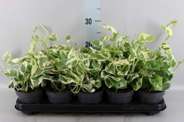 Epipremium Happy Leaf 12/20