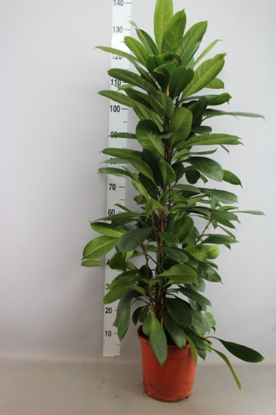 Fic Cyathistipula 24/135