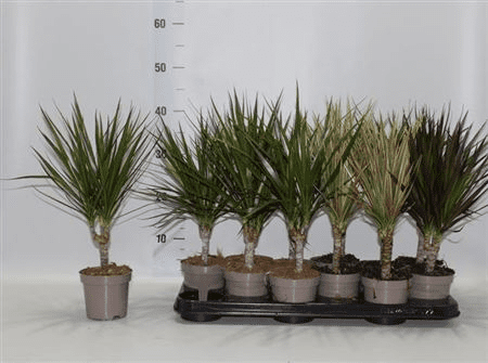 Dracaena Marginata Mix 11/50