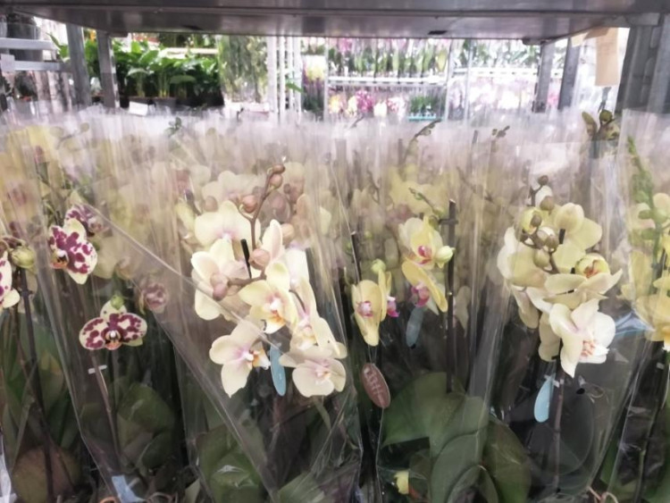 Phal 2-tak Authentic Yellow 12/60