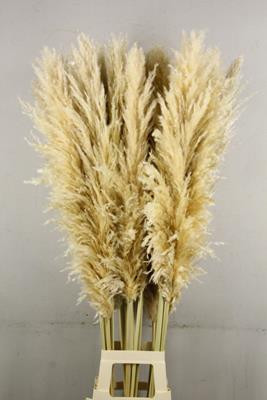 Df Pampas 140 cm Natural