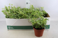 Hedera Elja 13/30