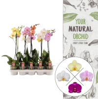 Phal 1-tak A2 Stolk Flora Mix 12/55