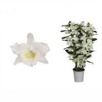 Dendr Apollon 3 tak 12/45