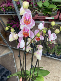 Phal Mutant Pink 4-tak 12/55