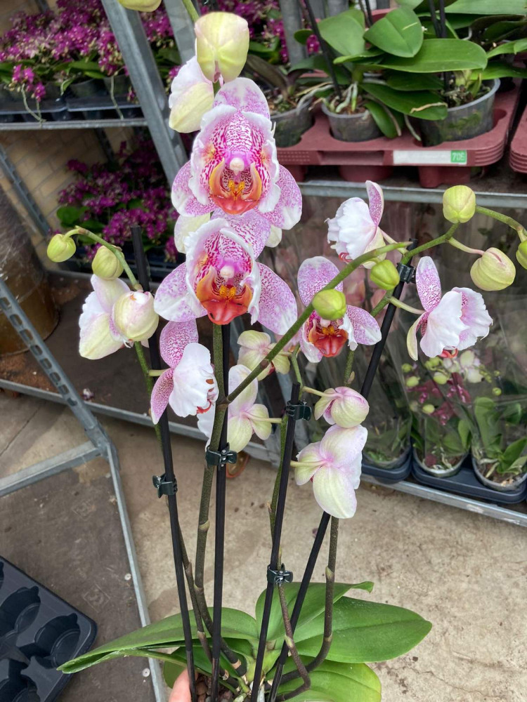 Phal Mutant Pink 4-tak 12/55