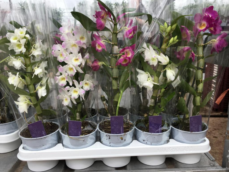 1-tak Dendrobium Star Clas 12/50