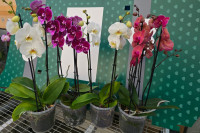 Phal 2/3/4-tak Levo Duetto Multi Mix A2 17/70