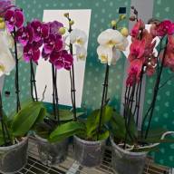 Phal 2/3/4-tak Levo Duetto Multi Mix A2 17/70 - зображення_viber_2025-03-11_11-05-56-346