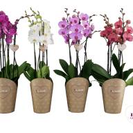 Phal 2/3/4-tak Levo Duetto Multi Mix A2 17/70 - зображення_viber_2025-03-11_11-55-56-766