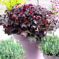 Heuchera Mini Palace Purple 12/25