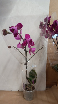 Phal Mutant Binti 12/55