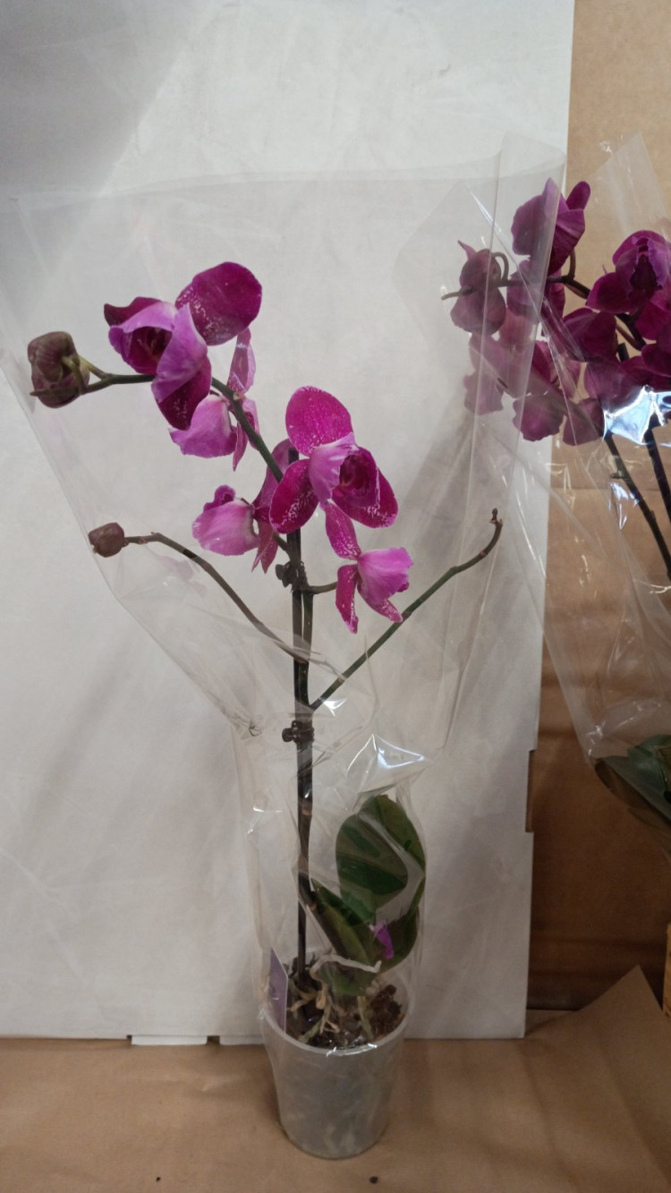Phal Mutant Binti 12/55
