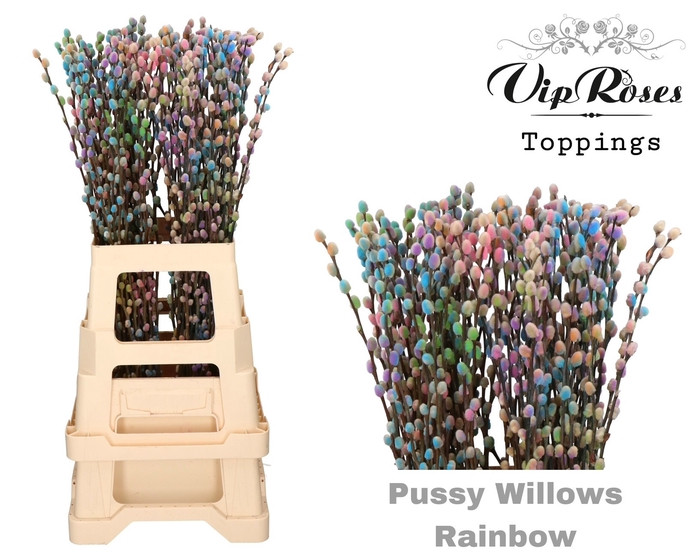 Salix Pussy Willow Rainbow 70cm