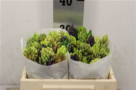 Hyac Gem 5 Kleuren