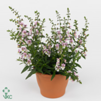 Angelonia Angelina Pink