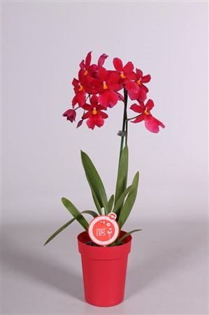 Burr Nelly Isler (grower)