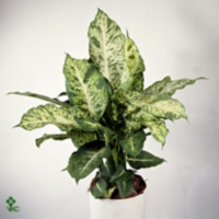 Dieffenbachia Mars
