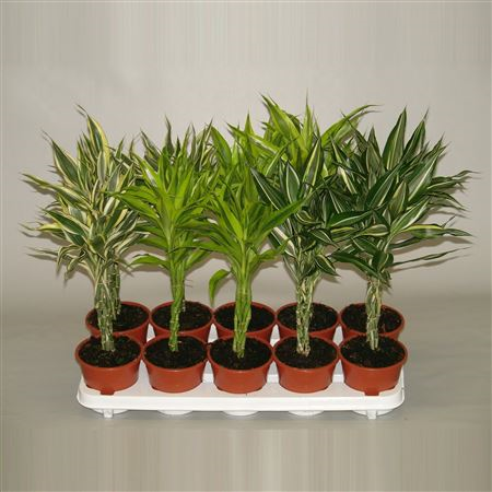 Dracaena Sanderiana Mix Vlecht (decorum)